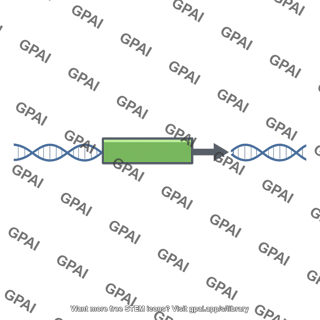 Laci gene