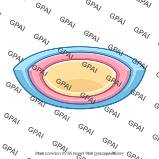 Embryonic layer