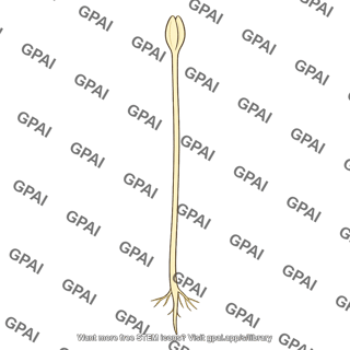 Dark grown seedling