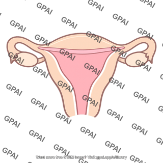Female reproductive system
