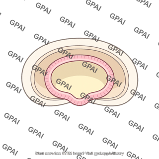Primitive gut