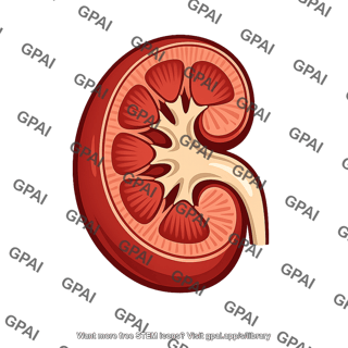 Animal kidney