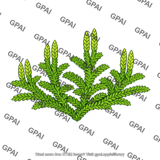 Spikemoss with strobili