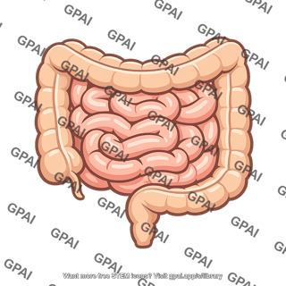 Human intestine