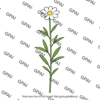 Wildflower white flowered