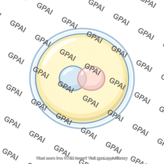 Animal fertilized egg pronuclear stage