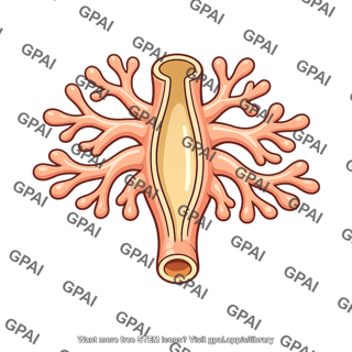 Branched gastrovascular cavity