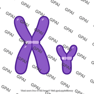 Human sex chromosomes