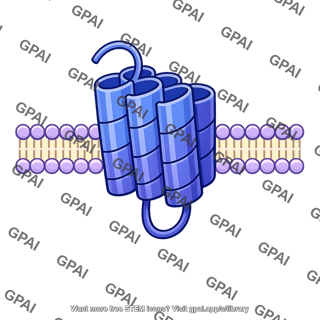 Single transmembrane helical bundle protein