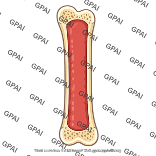 Bone marrow in long bone