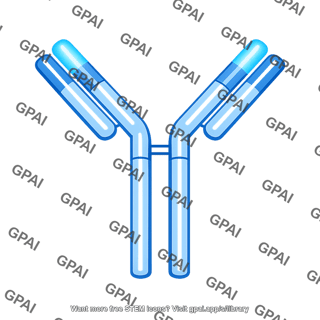 Antibody molecule