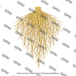 Root system fibrous