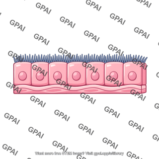 Airway lining