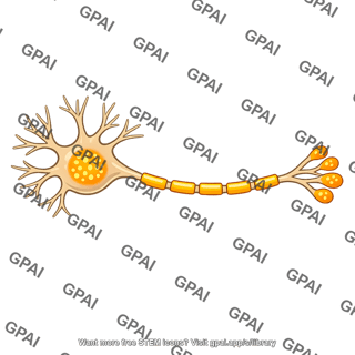 Neuron