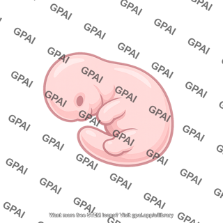 Developing embryo