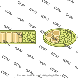 Vascular tissue