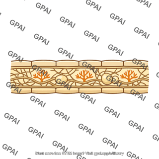 Endomycorrhiza