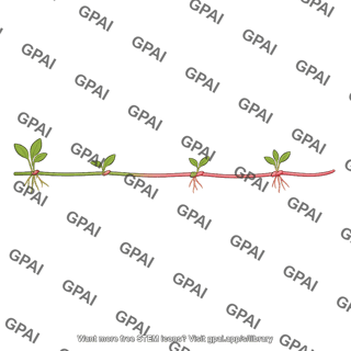 Stolon