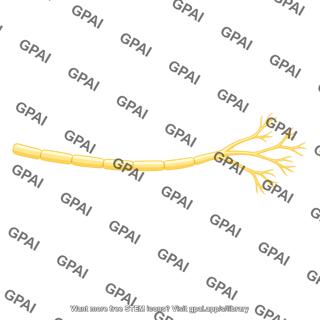 Myelinated nerve fiber