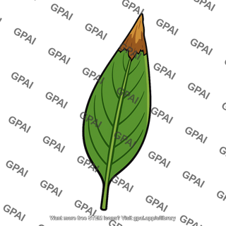 Leaf tip dried