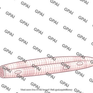 Skeletal muscle fiber fast twitch glycolytic