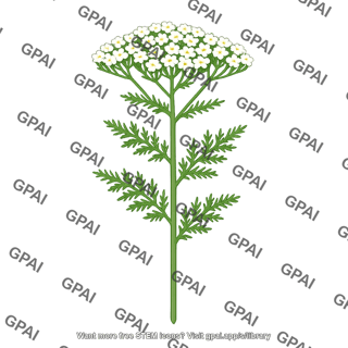 Yarrow