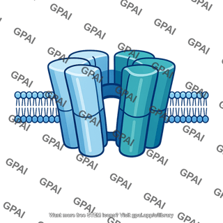 Ligand gated ion channel open