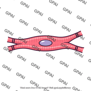 Heart muscle cell
