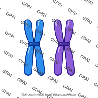 Chromosome pair homologous
