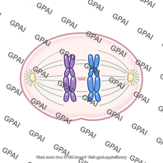 Meiosis i