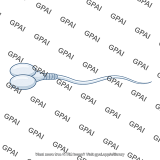 Sperm cell two headed