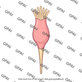 Sensory receptor cell
