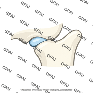 Temporomandibular joint