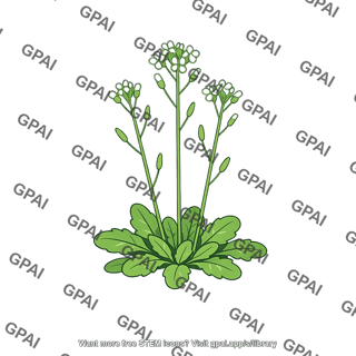 Arabidopsis