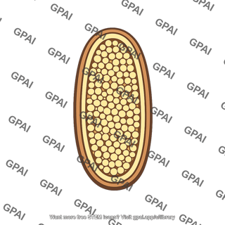 Sporangium longitudinal section