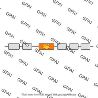 Egf gene