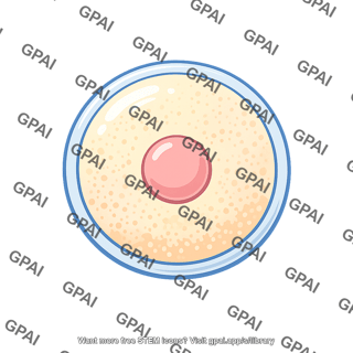 Animal egg cell