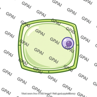 Root cortex cell