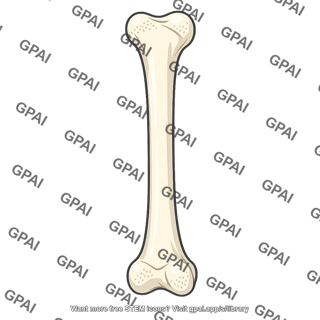 Long bone