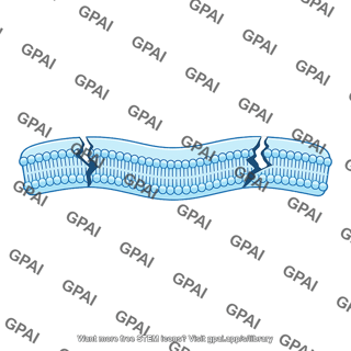 Cell membrane cracked