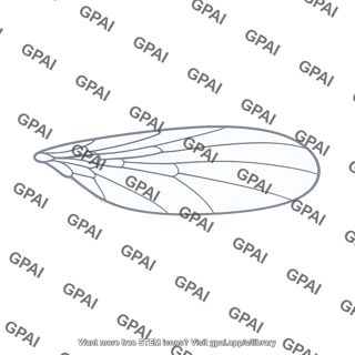 Normal wing
