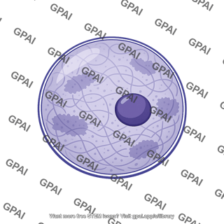 Interphase nucleus