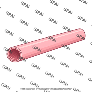 Ureter