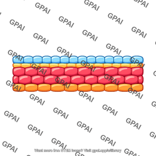 Germ layers