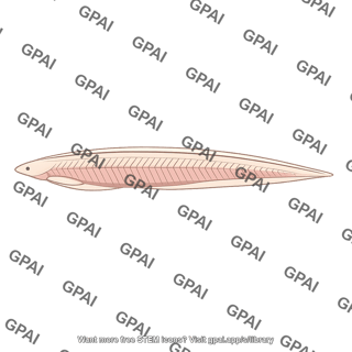 Lancelet adult