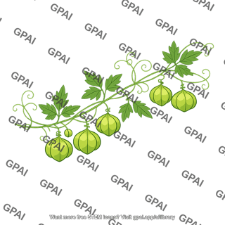 Balloon vine with seed capsules