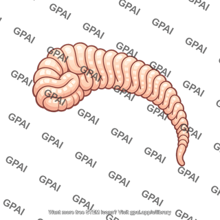 Epididymis