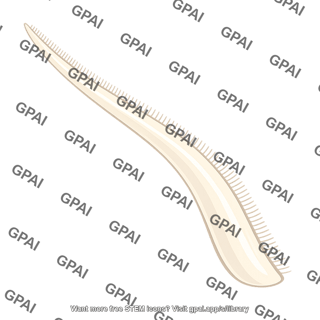 Tentacle ciliated