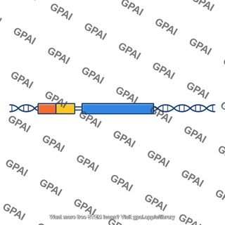 Target gene gene map