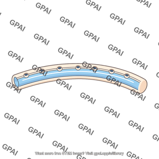Lateral line canal